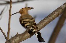 Hoopoe.jpg