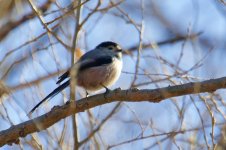 Long-Tailed Tit.jpg