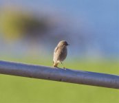 black redstart.jpg