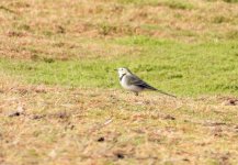 Owlpoo117-10- WAGTAIL.JPG