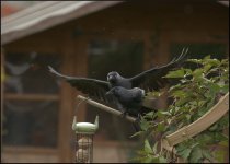 Jackdaw Garden 17.10.18.jpg