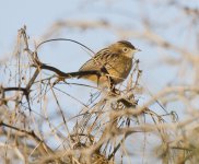 zitting cisticola.jpg