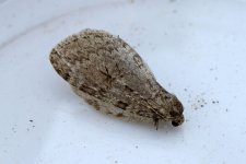 unidentified-Moth-1aw-G51.jpg