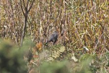 Grey Catbird 010.jpg