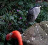 DSC02913 Striated Heron @ KFBG.jpg