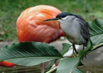 DSC02941 Striated Heron @ KFBG.jpg