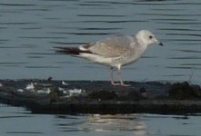 Common Gull.jpg