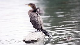 Cormorant-2.jpg