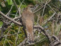 2018-05-21 13.50.19-5-cuckoo-reddish.jpg