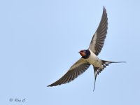 swallow in flight1.jpg