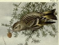 pine siskin.jpg