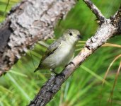 Bird No.2 - Doi Inthanon, Thailand - 141018.jpg