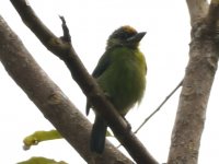 Bird No.3 - Doi Inthanon, Thailand - 141018.jpg