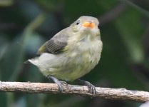 Bird No.4 - Doi Inthanon, Thailand - 141018.jpg