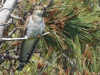 2018-05-21 13.49.31-3-cuckoo-reddish.jpg