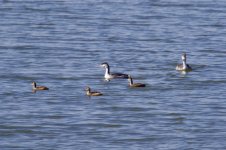 Great Crested Grebe w- Little Grebe.jpg