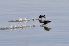 Little Grebe running on the water.jpg