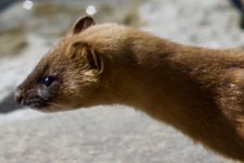 Siberian Weasel.jpg