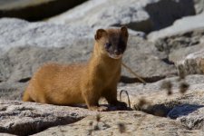 Siberian Weasel (2).jpg