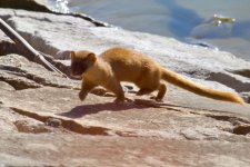 Siberian Weasel (3).jpg