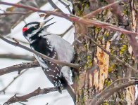 Woodpecker At Work_P1070061BF.jpg