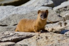 Siberian Weasel (5).jpg