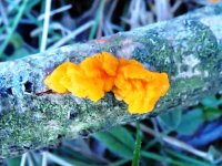 orange fungus ex IMG_8540 (800).jpg