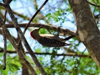 Golden-Fronted Woodpecker.jpg