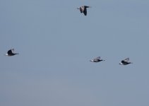 branta_bf_bel2019_1raw.JPG