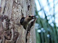 Yucatan Woodpecker.jpg