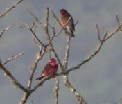 White browed finch 3.jpg