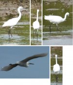 Egret@GoCong.jpg