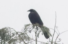 Giant Cowbird.jpg