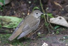 M2_G5078 Antpitta or Thrush.jpg