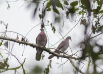 Pale-vented pigeon.jpg