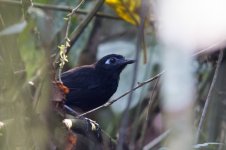 Zeledon's Antbird.jpg