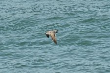 Carribean Gull.jpg