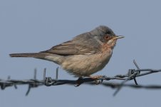 Moltonis_Subalpine_Warbler (4).JPG