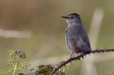 20181017 (21)_Grey_Catbird.JPG