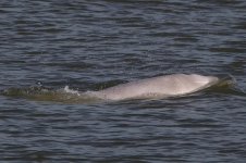 20181013 (13)_Beluga.JPG