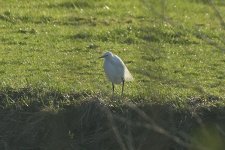 Little Egret 003.JPG