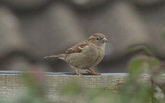 B House Sparrow 001.jpg