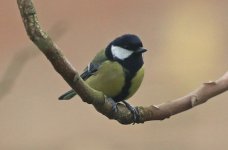 B Great Tit 002.jpg