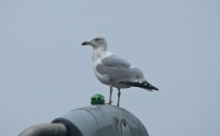 B Herring Gull 002.jpg