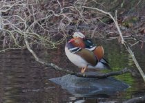 mandarin duck 440.jpg