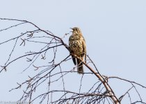 Mistle Thrush-3173.jpg