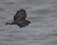 Buzzard_Girdle Ness_190119a.jpg