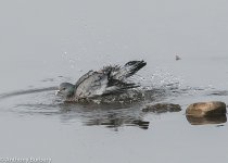 Stock Dove-3136.jpg