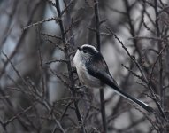 Long-tailed Tit_Girdle Ness_190119a.jpg