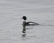 RB Merganser_Girdle Ness_190119a.jpg